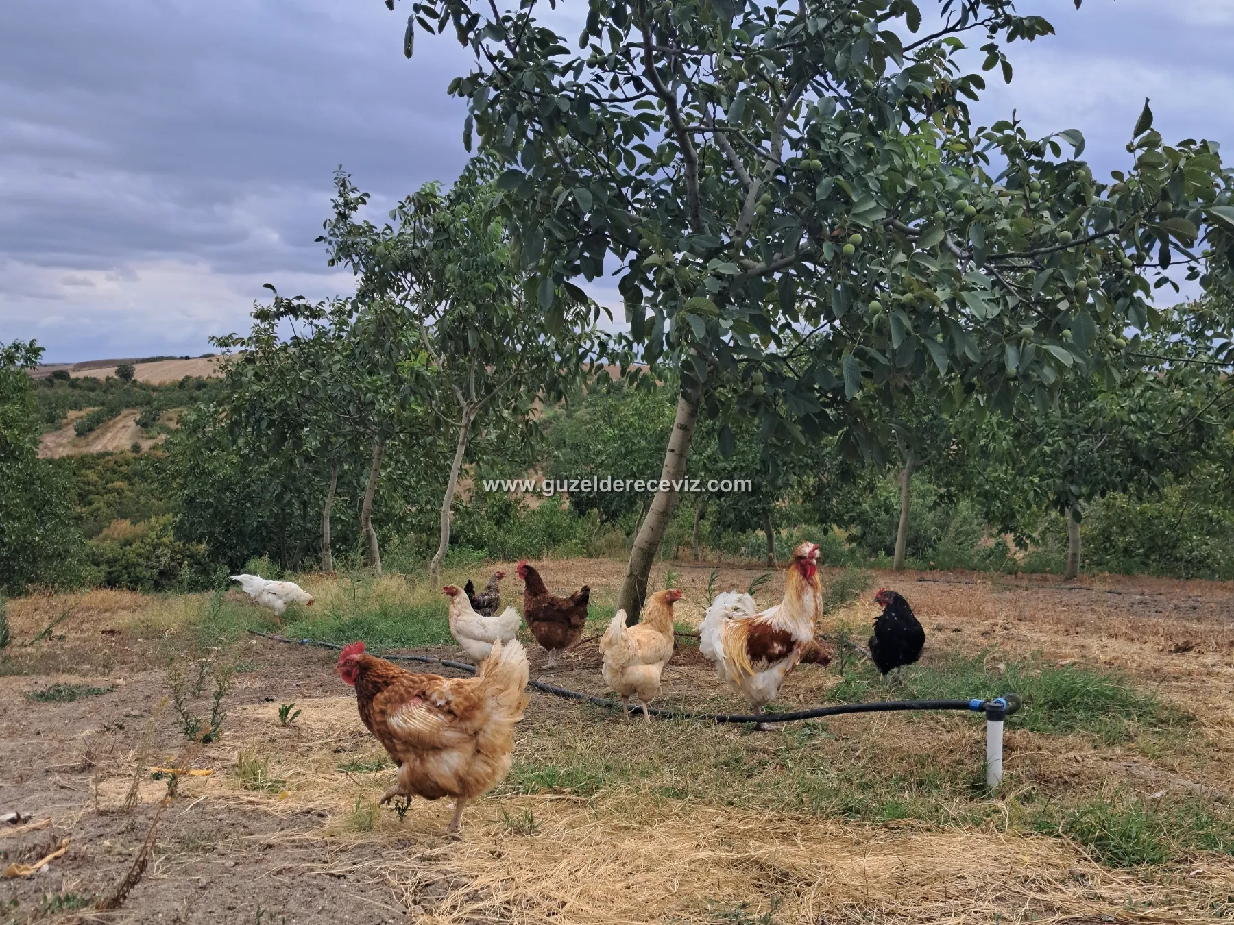 Ceviz ağaçlarının altında dolaşan tavuklar